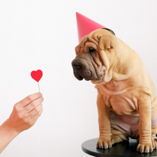 Brownish pug staring at a small paper heart