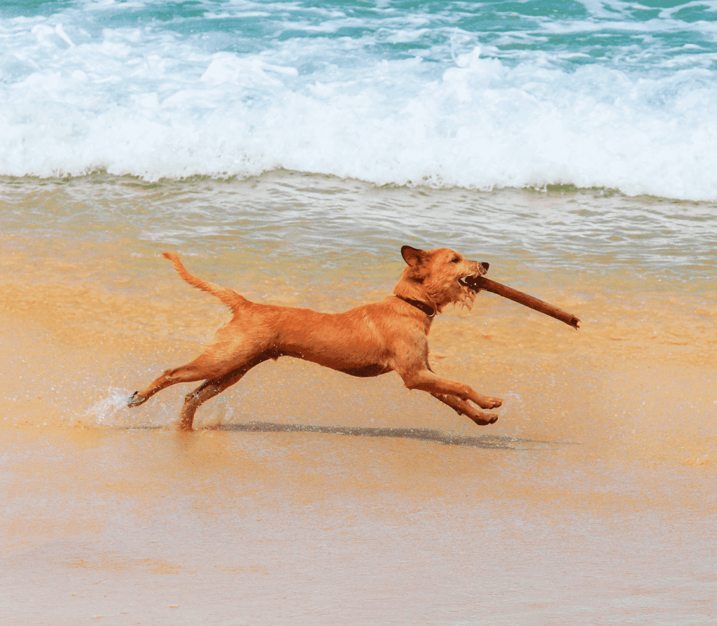 Brown adult dog running on a shoreline biting on a stick