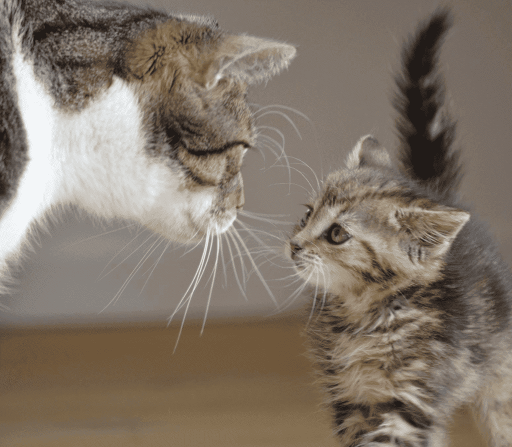 Gray mother cat and kitten