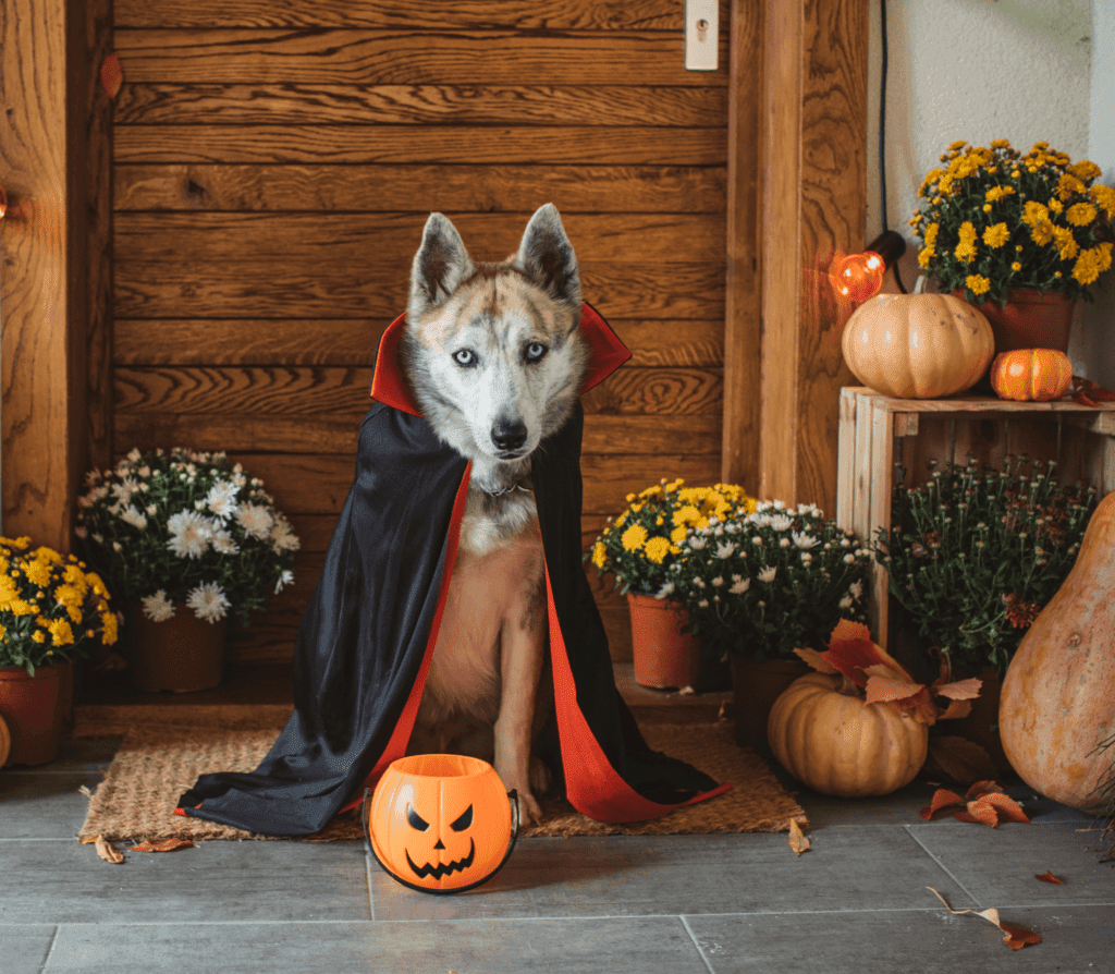 Brownish Husky with halloween cape and trick basket and pumpkin on doorsteps