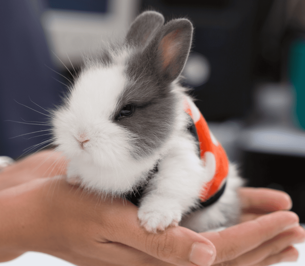 Bunny with a body shirt