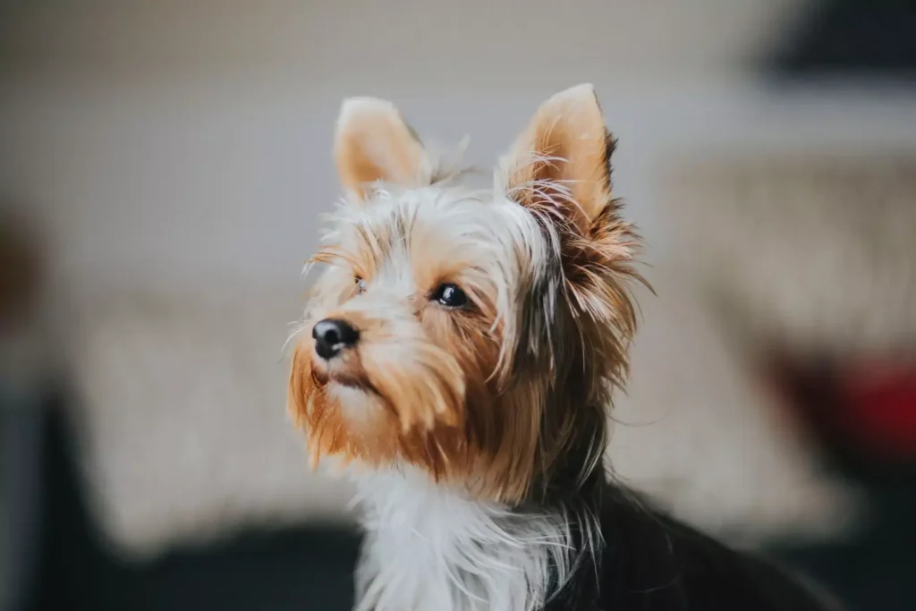 Yorkie