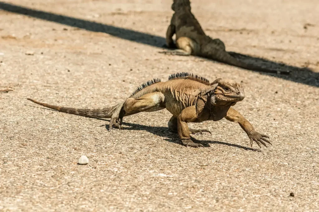 iguana