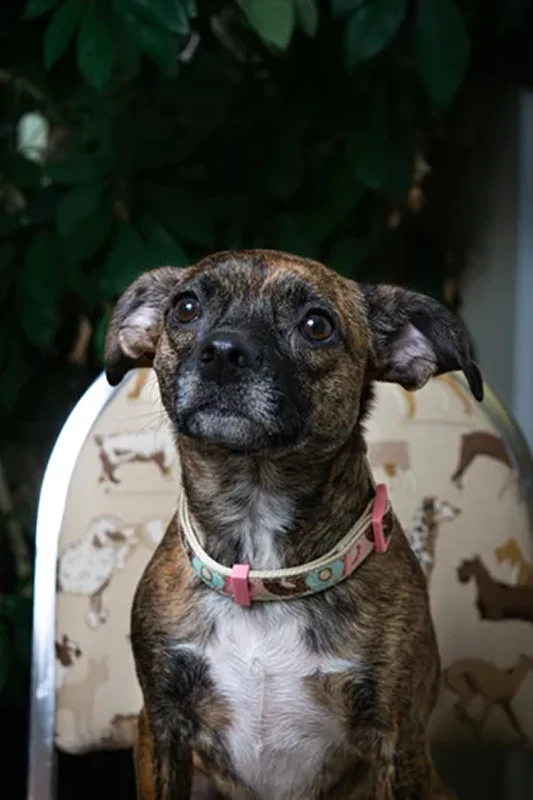 Lola