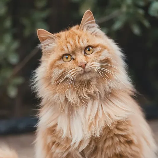 Ginger cat sitting outside